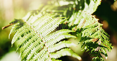 Buy stock photo Fern, leaves and plant growth in garden for biodiversity, erosion control or oxygen in sunlight. Greenery, frond or botanical foliage in nature for environment conservation, sustainability or closeup