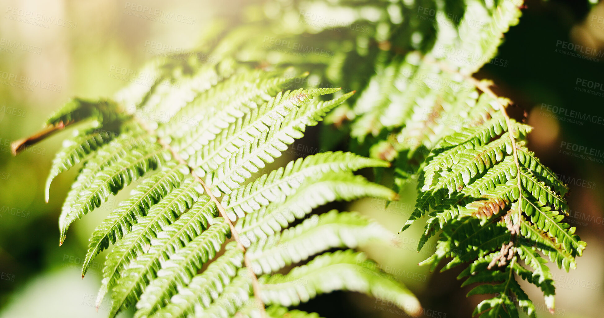Buy stock photo Fern, leaves and plant growth in garden for biodiversity, erosion control or oxygen in sunlight. Greenery, frond or botanical foliage in nature for environment conservation, sustainability or closeup