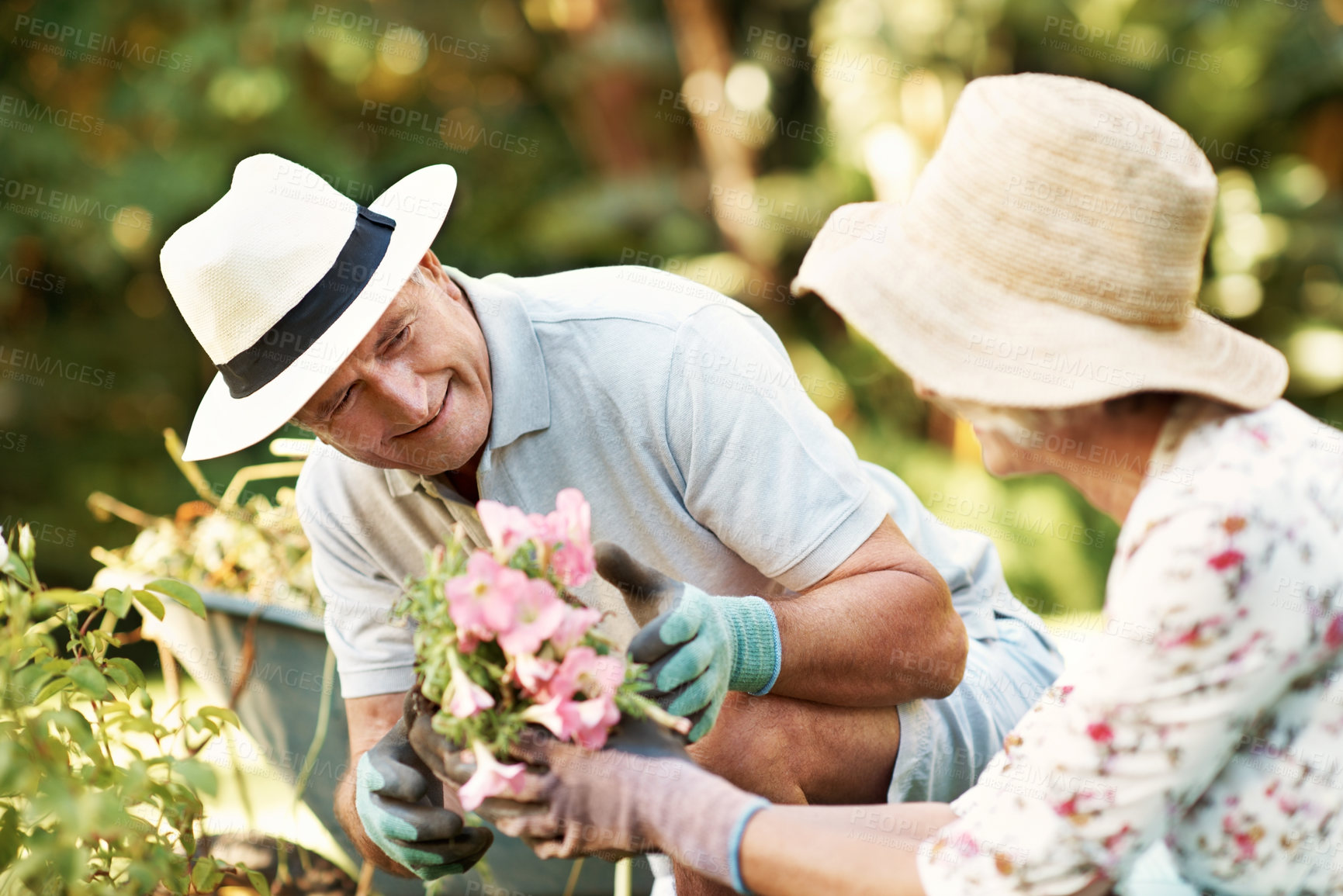 Buy stock photo Flowers, gardening and senior couple outdoor with bonding, love and connection in marriage together. Smile, retirement and elderly man with woman for planting for horticulture, landscaping or botany.