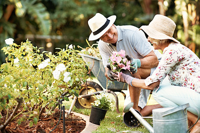 Buy stock photo Shot of a smiling senior couple gardening in their yard