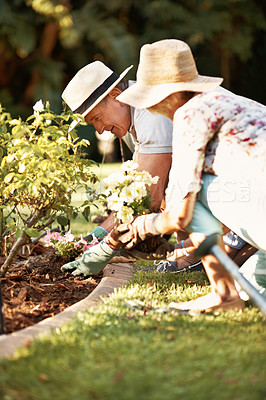 Buy stock photo Shot of a happy senior couple planting flowers in their yard