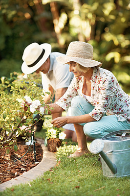 Buy stock photo Cropped shot of a happy senior couple gardening in their yard