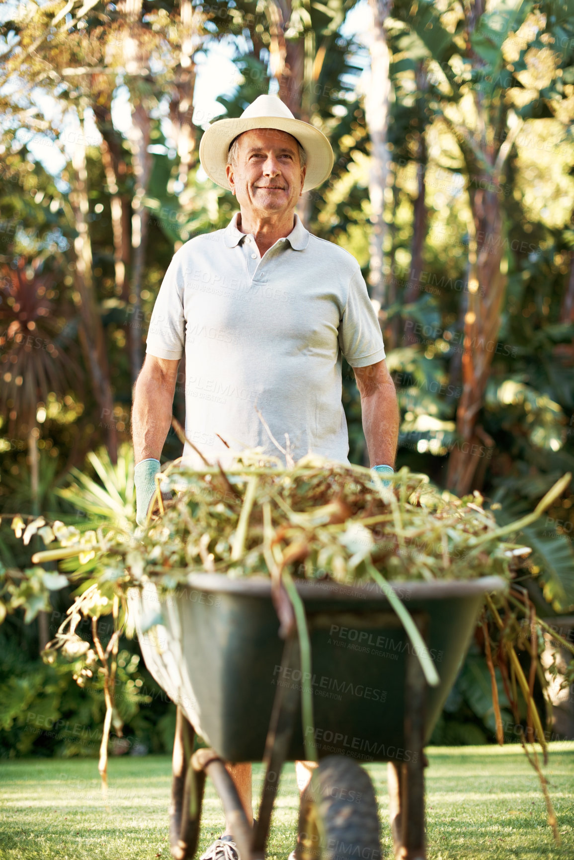 Buy stock photo Gardening, wheelbarrow and senior man with plants for hobby, retirement or horticulture at home. Happy, weeds and elderly person with yard cart for botany, landscaping or outdoor maintenance by house