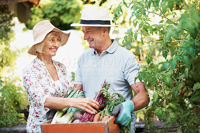 Buy stock photo Shot of a happy senior couple holding a basket of fresh produce while standing in their garden