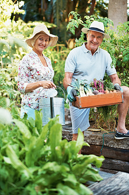 Buy stock photo Portrait of a happy senior couple holding a basket of fresh vegetables while standing in their garden
