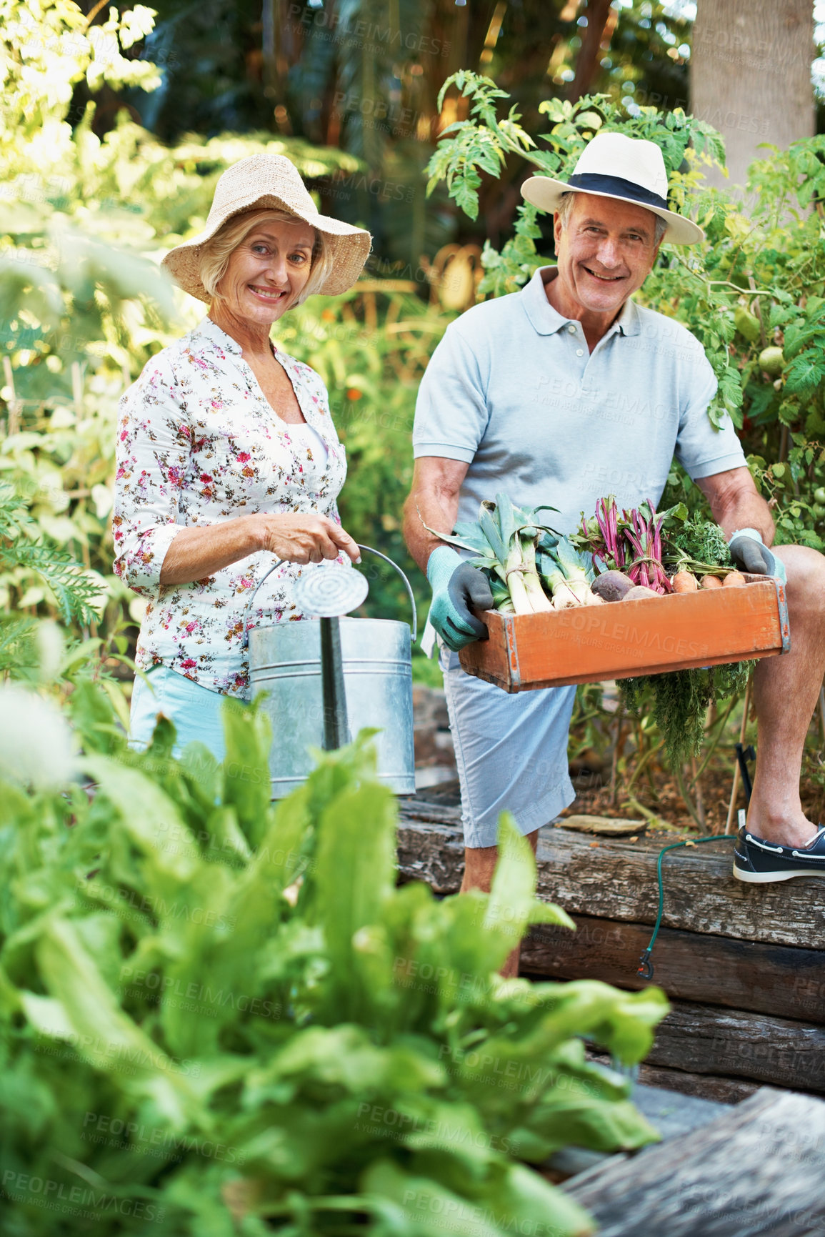 Buy stock photo Portrait, retirement and couple with vegetables for gardening hobby, bonding and natural produce. Happy, marriage and elderly man and woman with box for harvest, growth and wellness in garden outdoor