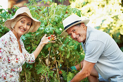 Buy stock photo Portrait of a smiling senior couple inspecting tomatoes in their garden