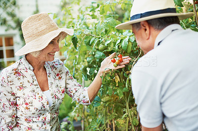 Buy stock photo Rearview shot of a smiling senior couple inspecting tomatoes in their garden
