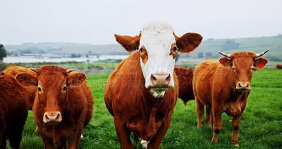 Buy stock photo Agriculture, portrait or cow in field with nature, conservation or sustainable farming with landscape. Organic, livestock and animal in countryside with grass, meat or milk production on cattle ranch