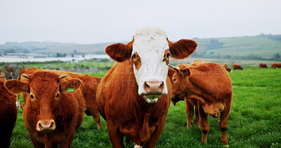 Buy stock photo Agriculture, portrait or cow in nature for conservation, food and sustainable farming with landscape. Organic, livestock or animal in countryside with grass, meat or milk production on cattle ranch.