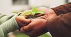Couple, soil and plant in hands for conservation, growth and save earth with environmental care. Seedling, people and support together for ecology protection, sustainability and climate change