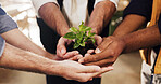 Hands, people and team with plant for growth, sustainability and support together for climate change. Sprout, group and soil for green conservation, collaboration and eco care for earth day in office