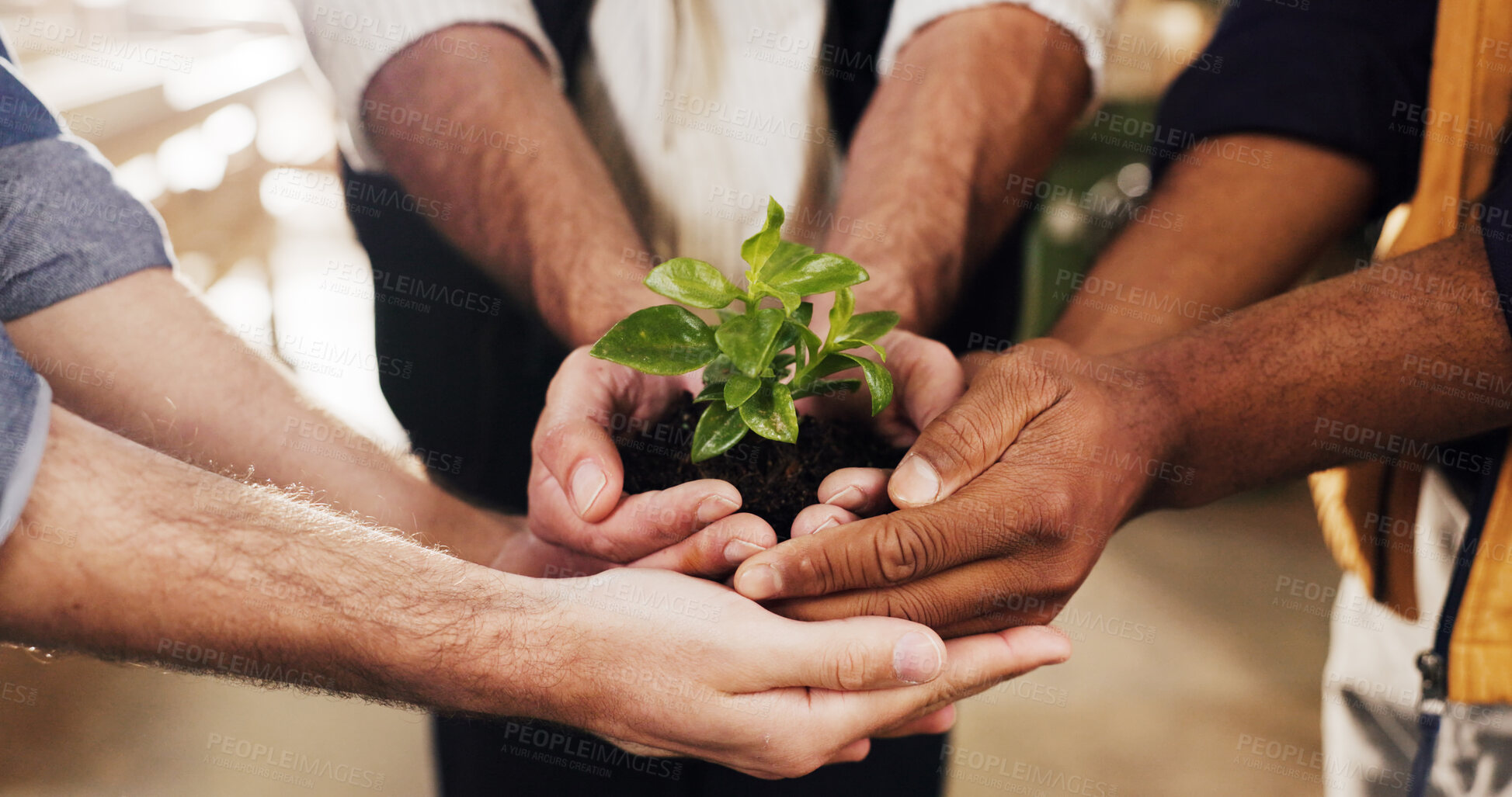 Buy stock photo Hands, people and team with plant for growth, sustainability and support together for climate change. Sprout, group and soil for green conservation, collaboration and eco care for earth day in office