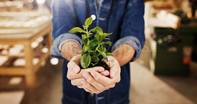 Buy stock photo Carpenter, hands and plant for growth in business, green company and seedling for sustainable woodworking. Person, sprout and environmental opportunity with professional carbon capture and carpentry