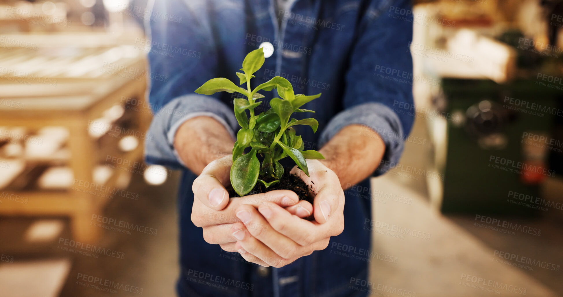 Buy stock photo Carpenter, hands and plant for growth in business, green company and seedling for sustainable woodworking. Person, sprout and environmental opportunity with professional carbon capture and carpentry