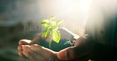 Buy stock photo Construction worker, hands and plant for growth in business, green architecture and seedling for sustainability. Person, sprout and eco opportunity for urban planning, carbon capture and sun flare