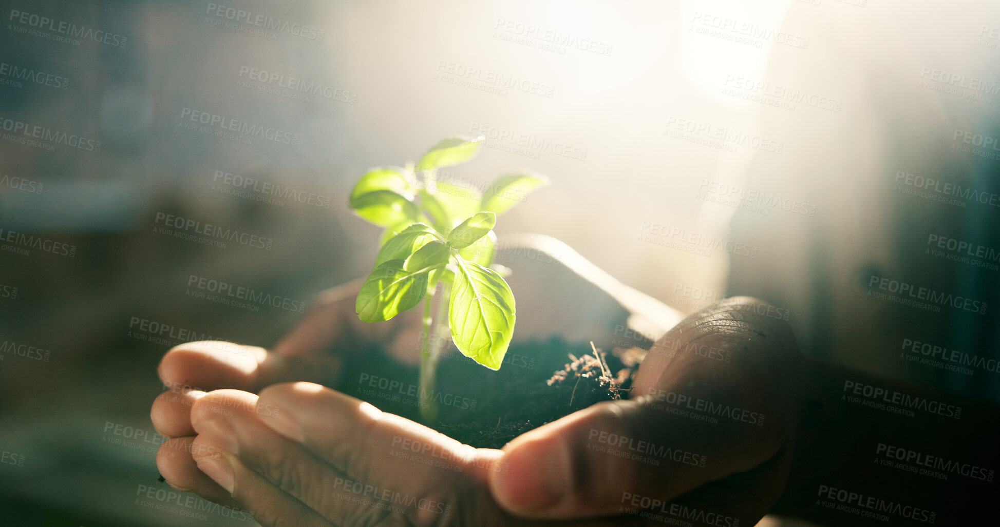 Buy stock photo Construction worker, hands and plant for growth in business, green architecture and seedling for sustainability. Person, sprout and eco opportunity for urban planning, carbon capture and sun flare