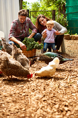 Buy stock photo Shot of a couple with their baby girl watching chickens in their organic garden