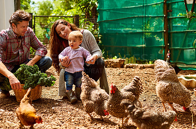 Buy stock photo Shot of a couple with their baby girl watching chickens in their organic garden