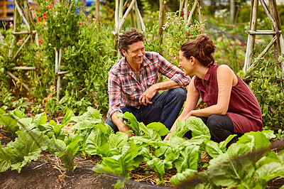 Buy stock photo Shot of a smiling couple working in their organic garden