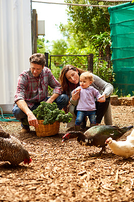 Buy stock photo Shot of a couple with their baby girl watching chickens in their organic garden