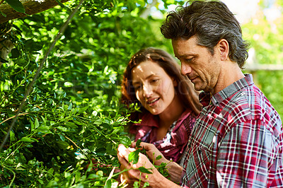 Buy stock photo Shot of a smiling couple examining plants while standing in their organic garden