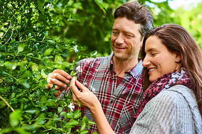 Buy stock photo Shot of a smiling couple examining plants while standing in their organic garden
