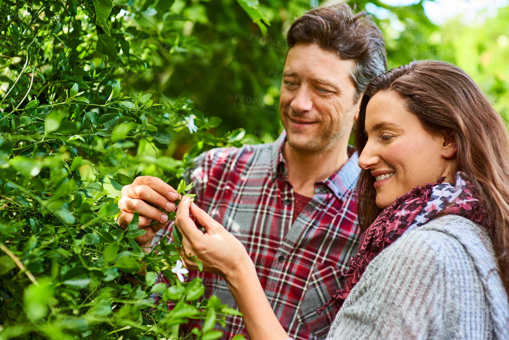 Buy stock photo Shot of a smiling couple examining plants while standing in their organic garden