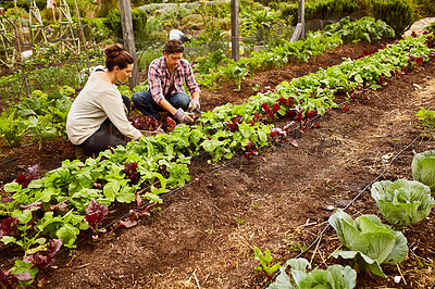 Buy stock photo Shot of a smiling couple working in their organic garden