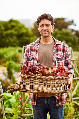 Buy stock photo Portrait of a smiling man holding a basket of lettuce while standing in his organic garden