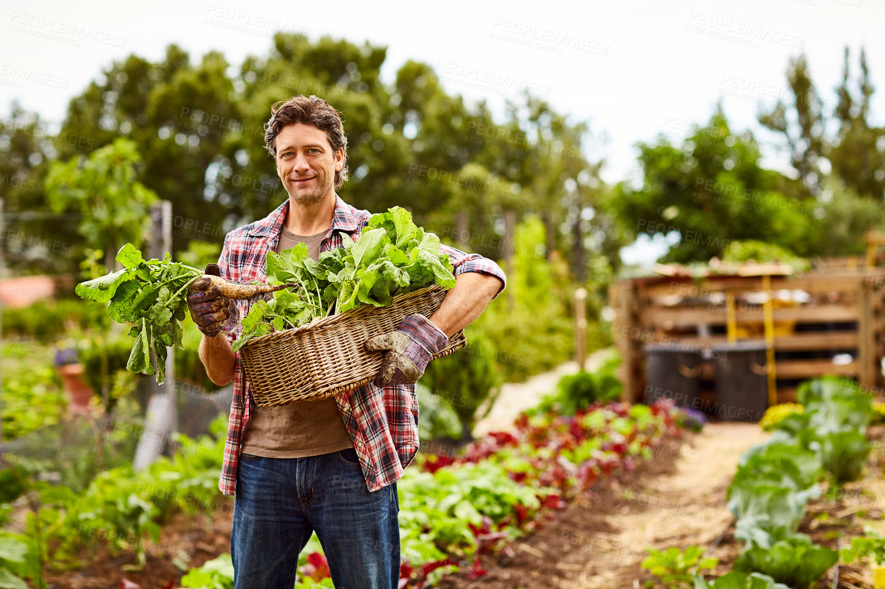 Buy stock photo Portrait of a smiling man holding a basket of turnips while standing in his organic garden