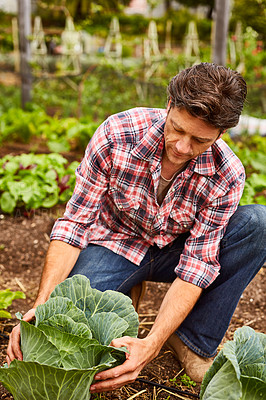 Buy stock photo Shot of a man examining a cabbage while kneeling in his organic garden