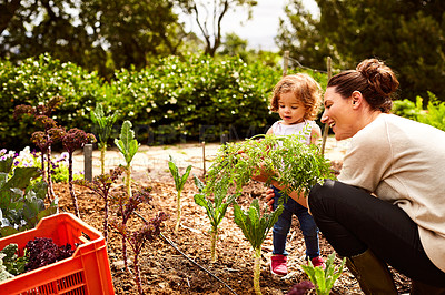 Buy stock photo Shot of a mother and little daughter looking at plants in an organic garden