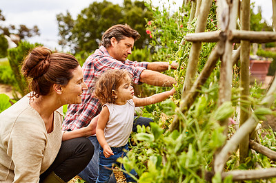Buy stock photo Shot of a couple and their baby girl working in their organic garden