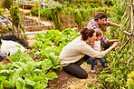 Managing their organic garden