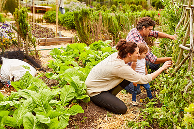 Buy stock photo Shot of a smiling couple with their little girl working in their organic garden