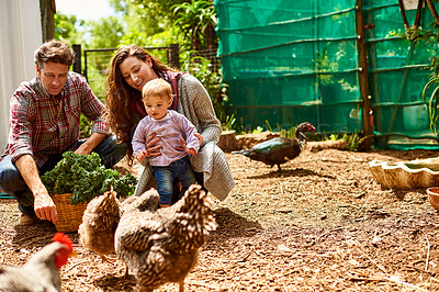 Buy stock photo Shot of a couple with their baby girl watching chickens in their organic garden