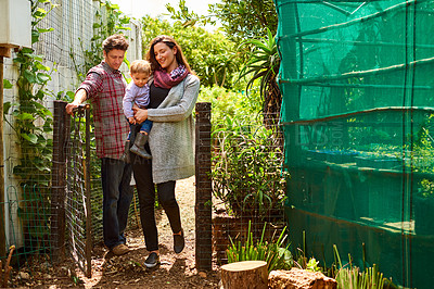Buy stock photo Shot of a couple with their baby girl walking by chickens in their organic garden