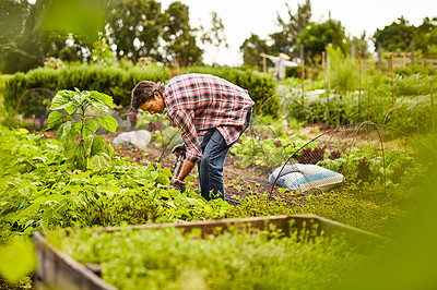 Buy stock photo Shot of a mature man working alone in his organic vegetable garden