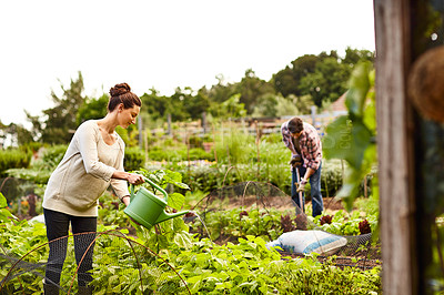 Buy stock photo Shot of a woman watering her organic vegetable garden with her husband working in the background