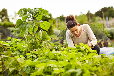 Buy stock photo Shot of a smiling woman examining plants in her organic garden