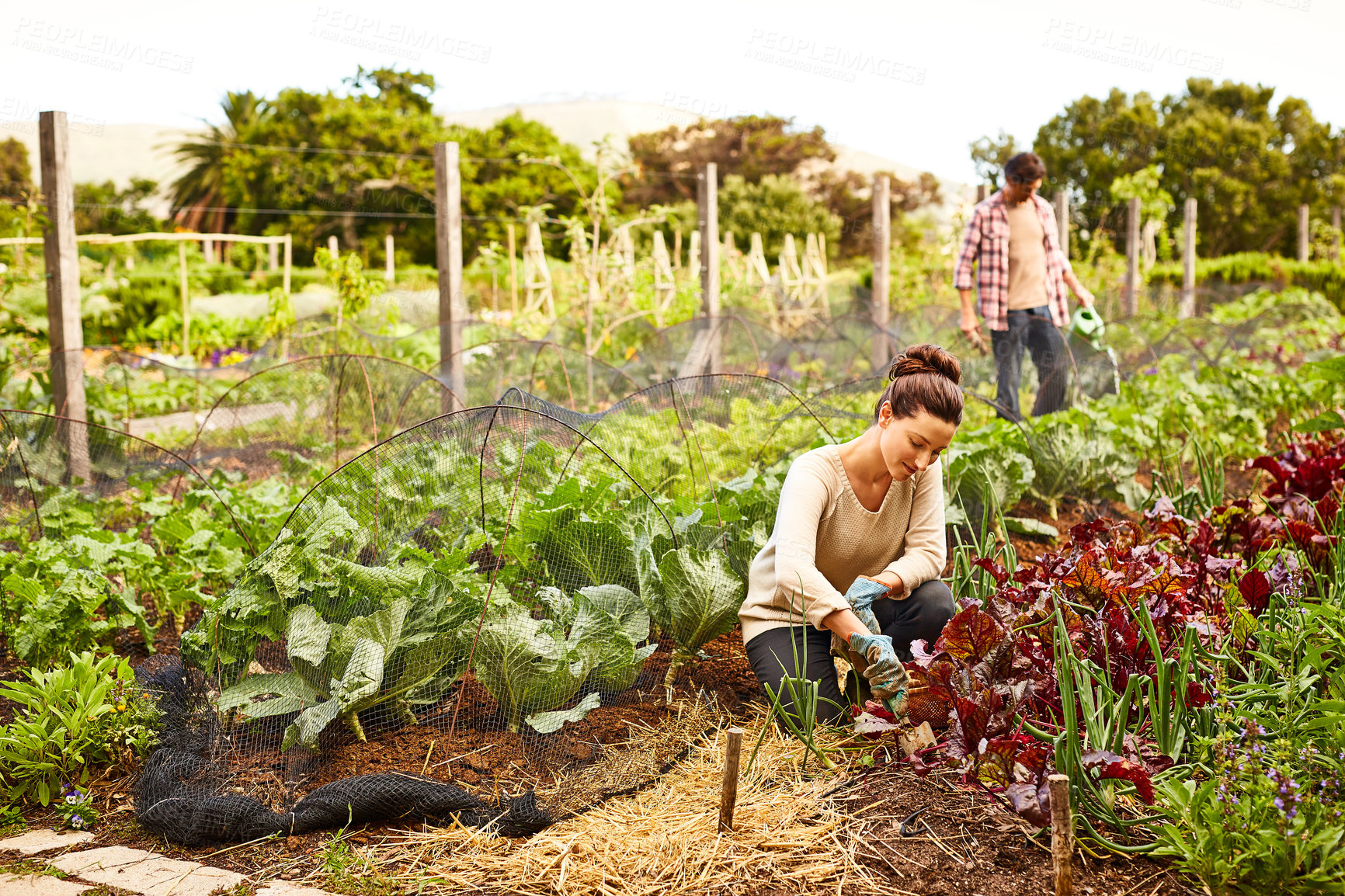 Buy stock photo Shot of a mature couple working in their organic couple