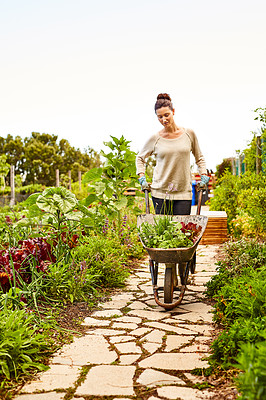 Buy stock photo Shot of a woman pushing a wheelbarrow through her organic garden