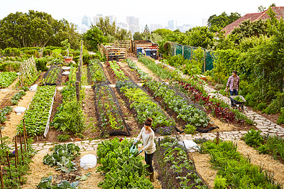 Buy stock photo Shot of a mature couple working in their organic couple