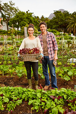 Buy stock photo Portrait of a smiling couple standing in their organic garden holding a basket of fresh lettuce
