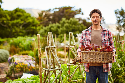 Buy stock photo Portrait of a smiling man holding a basket of lettuce while standing in his organic garden