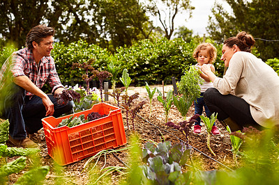 Buy stock photo Shot of a smiling couple with their little girl working in their organic garden