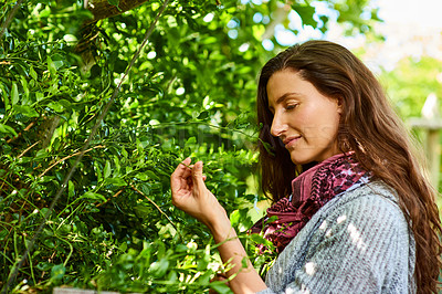 Buy stock photo Shot of a smiling mature woman standing in her organic garden