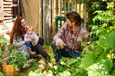 Buy stock photo Shot of a smiling couple working in their organic garden