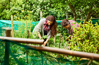 Buy stock photo Shot of a mature couple working in their organic garden